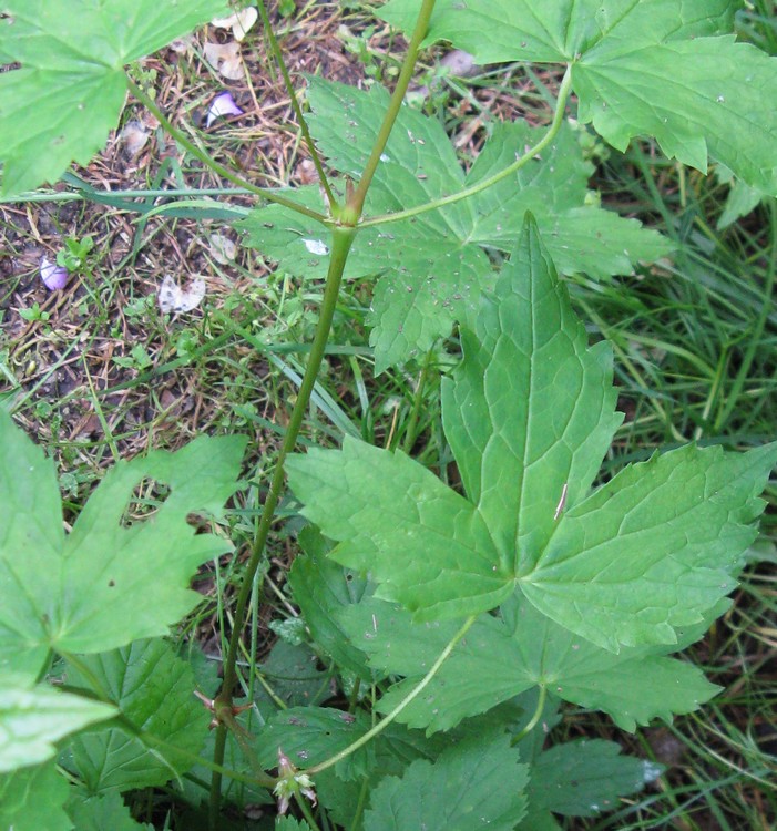 Geranium nodosum / Geranio nodoso